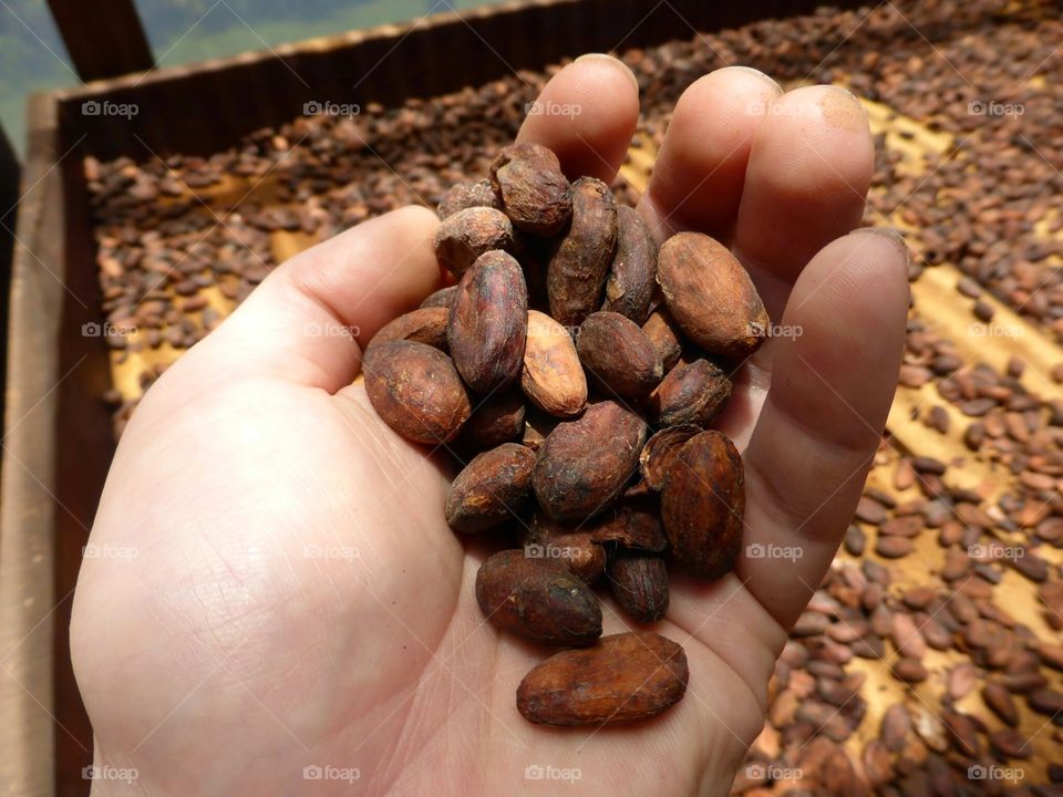 Cocoa Beans in Hand
