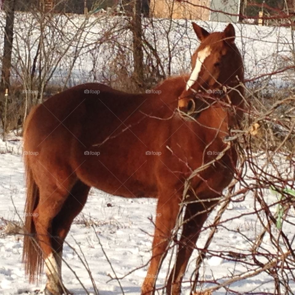 Winter horse