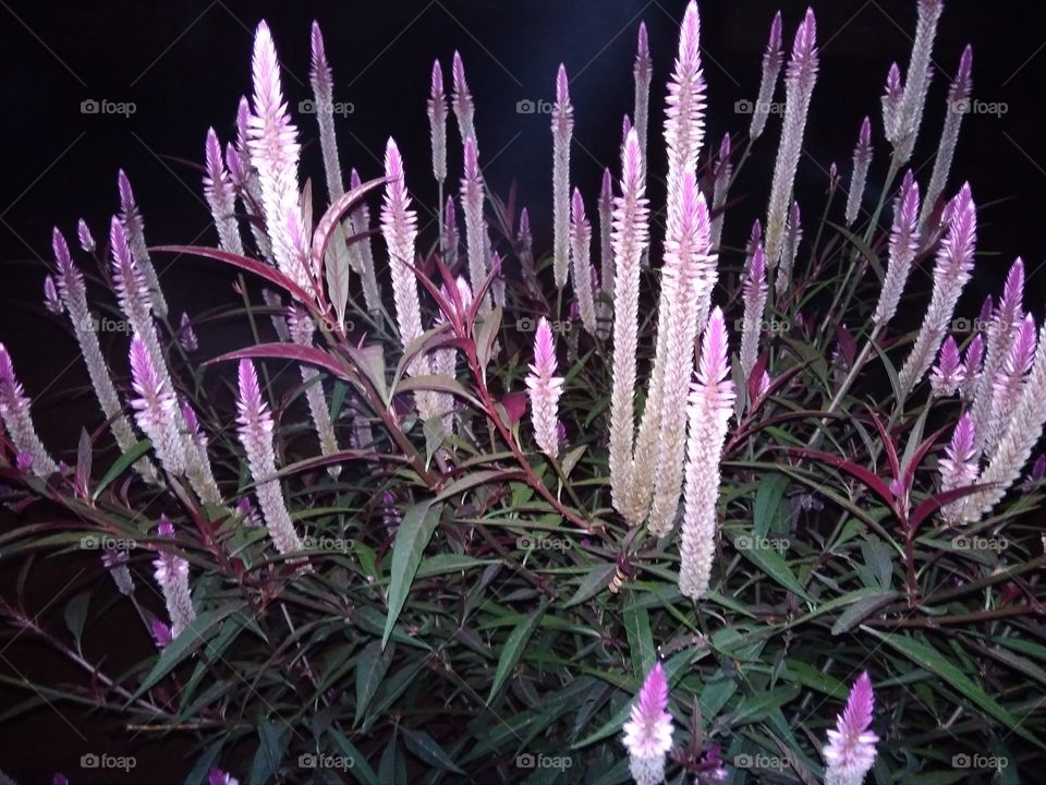 Flowers blooming on plant