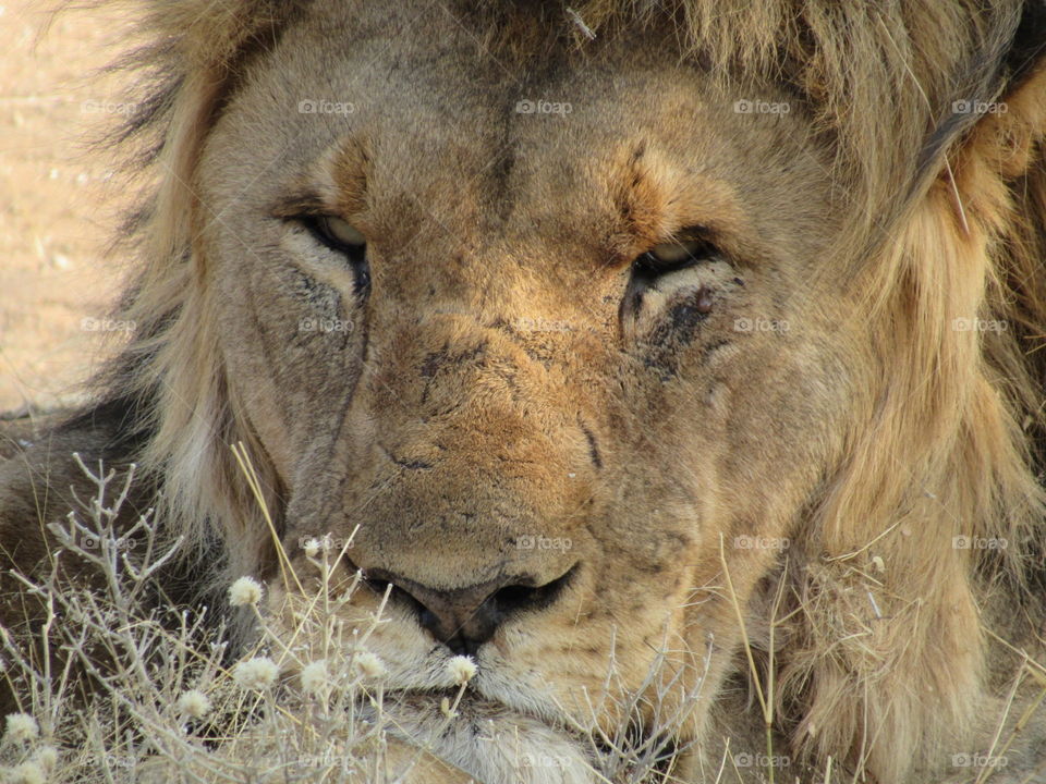 Lion face 