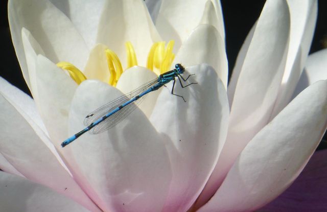 Dragonfly