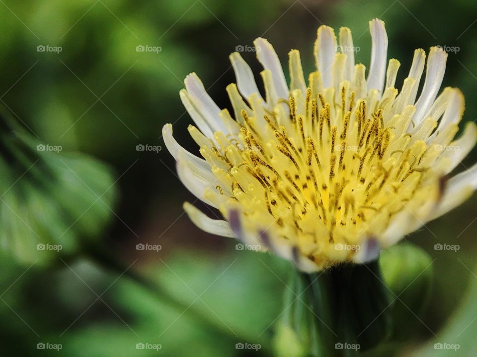Dandelion flower, blooming