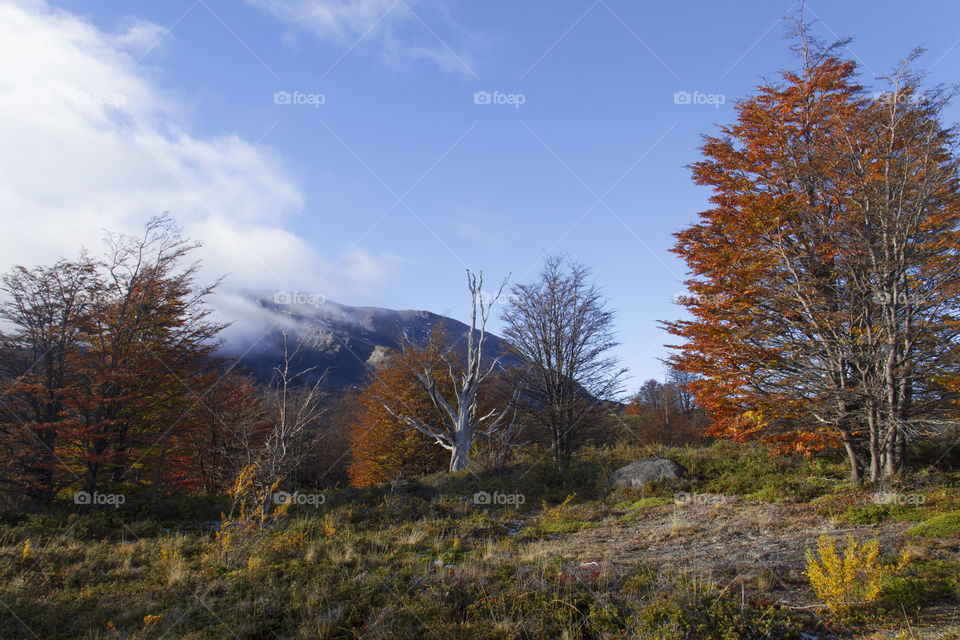 Forest in Patagonia Argentina.