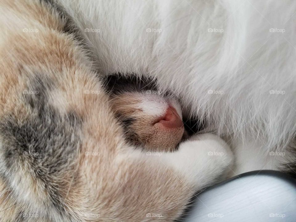 Sleeping Kitty Close-up