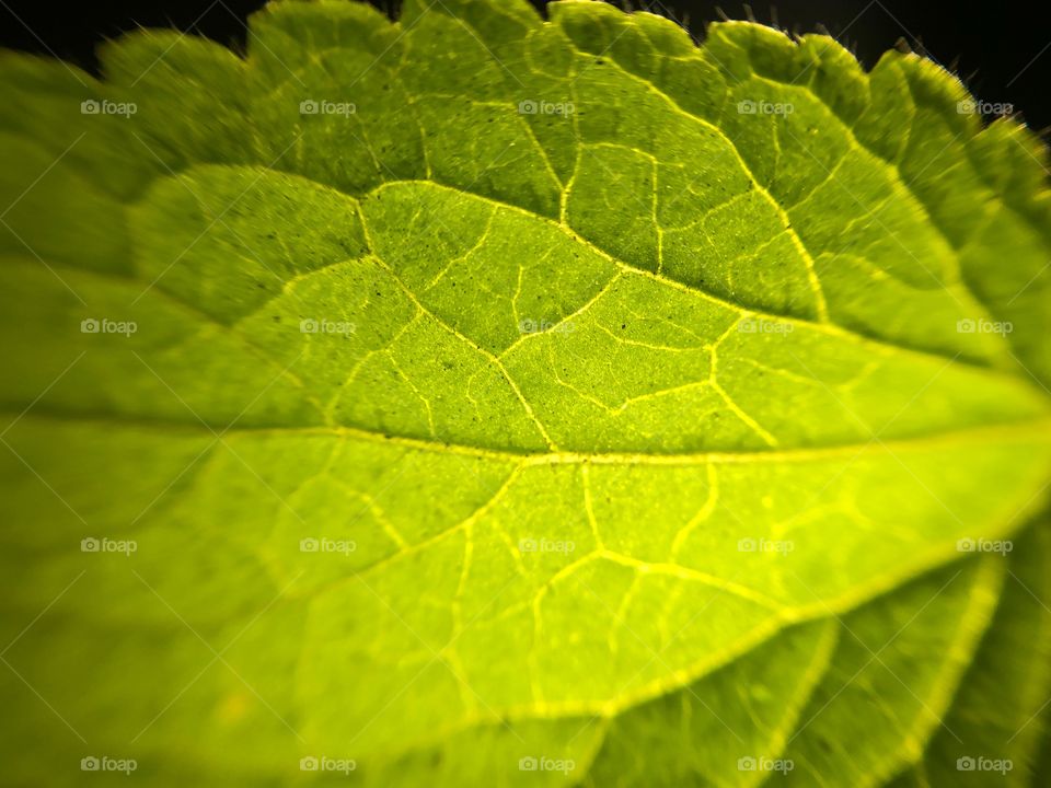 Backlight on leaf