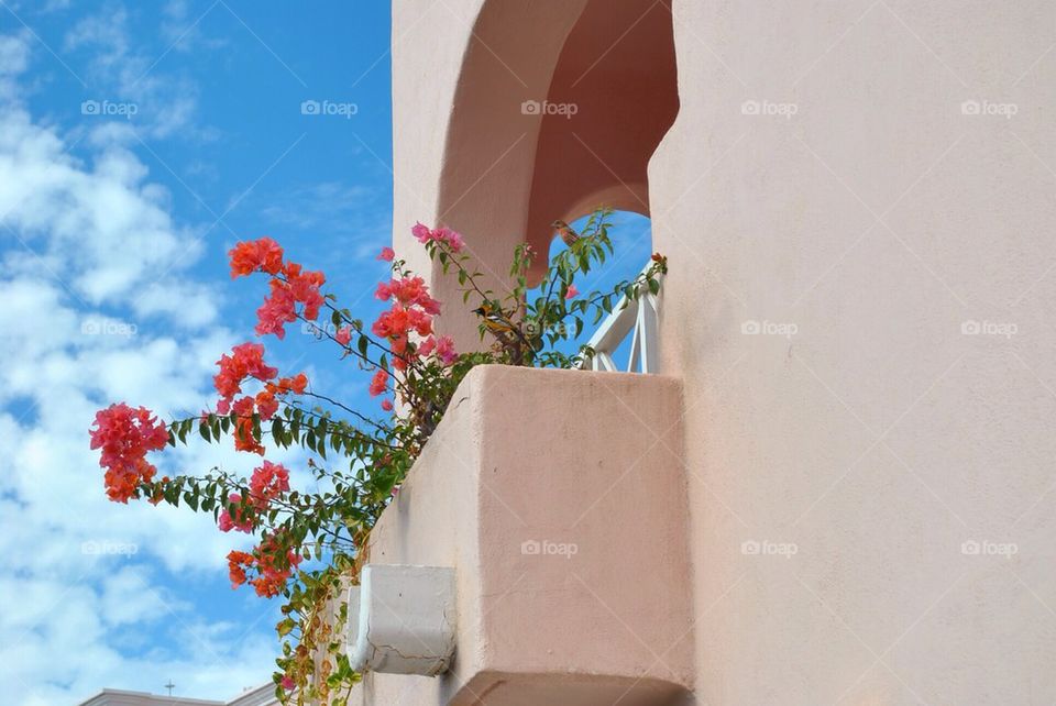 Flower window