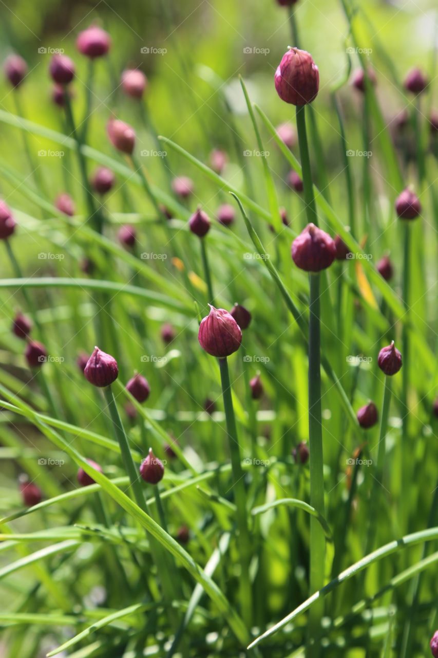 Chives in the garden. Chives in the garden