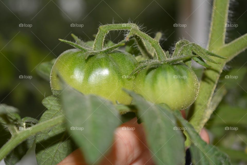 green tomatoes