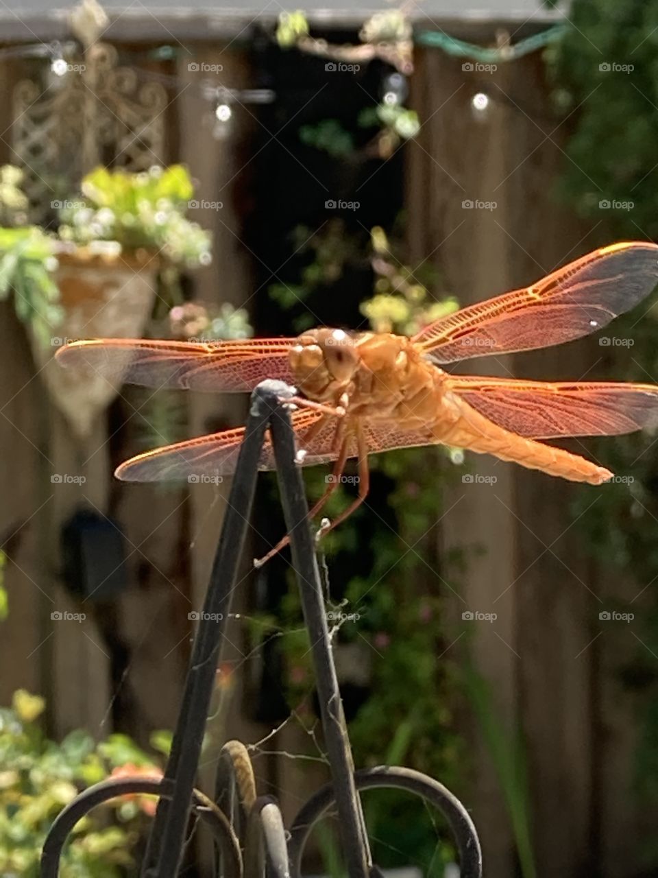 Bright orange dragonfly visits California garden 