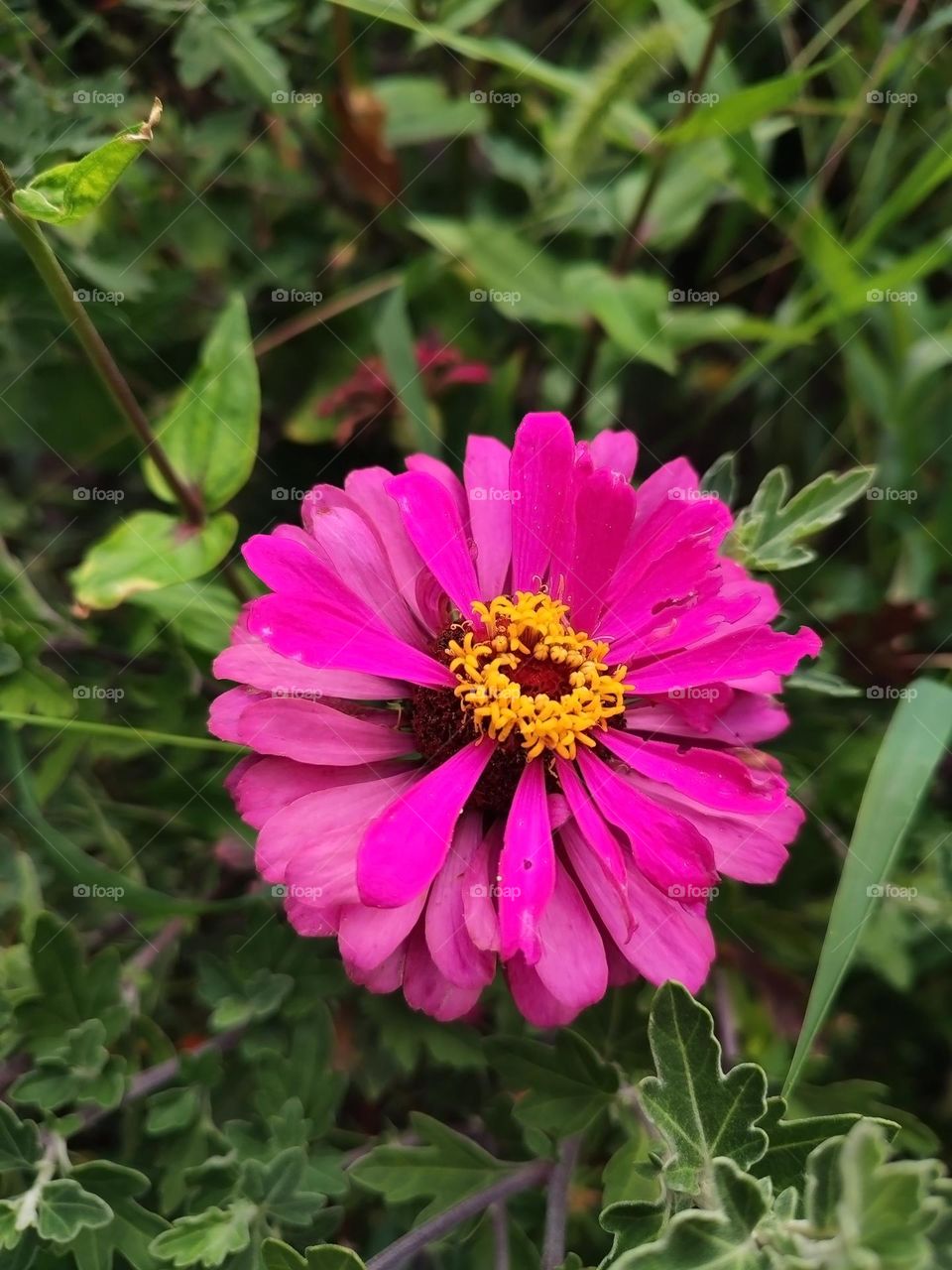 Macro photo of a summer plants