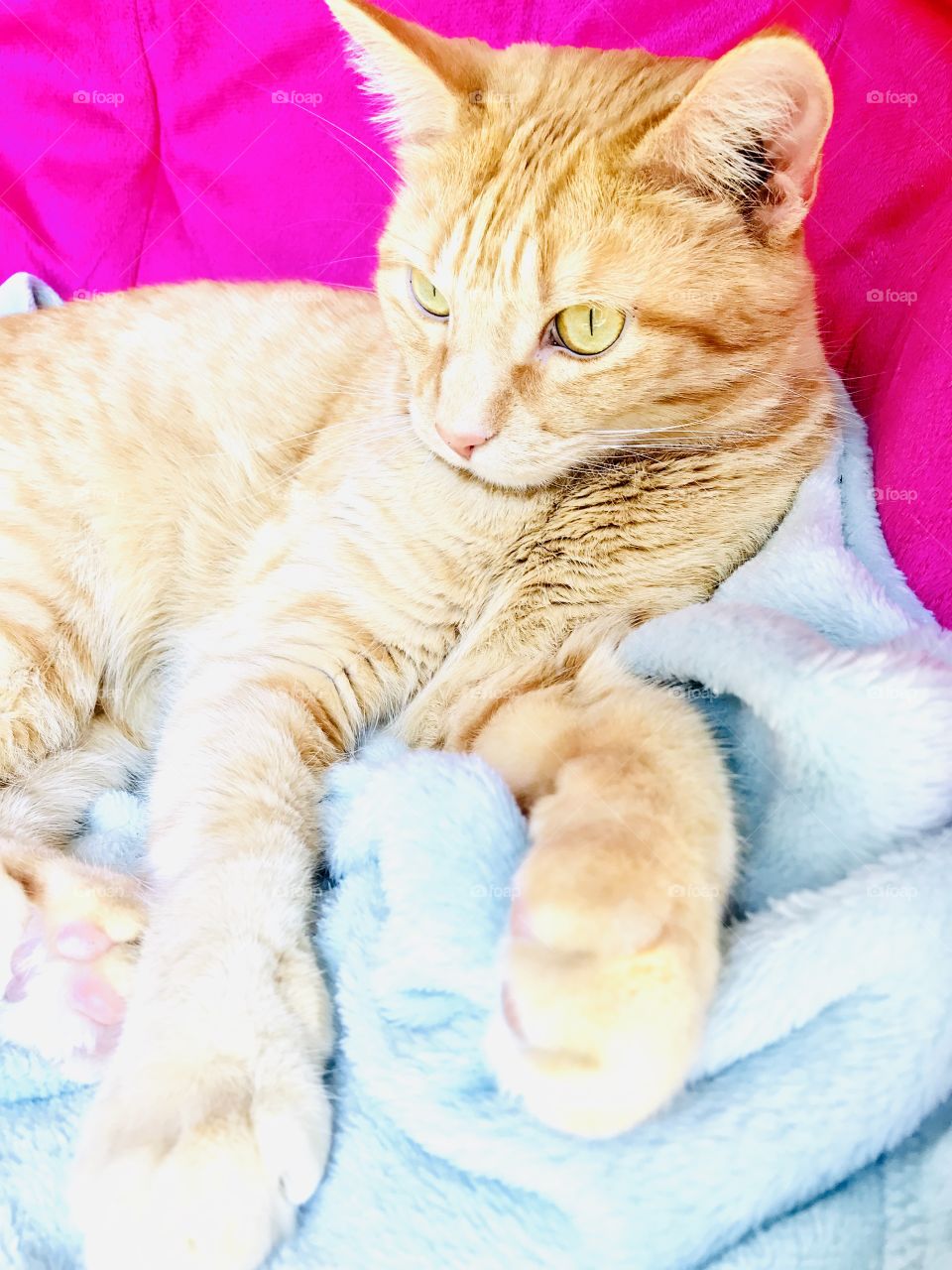 Darling orange tabby cat doing what he does best...looking absolutely adorable! 