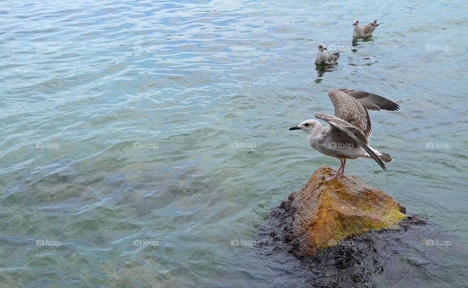 Mission Birds&Bees - Nature in Motion