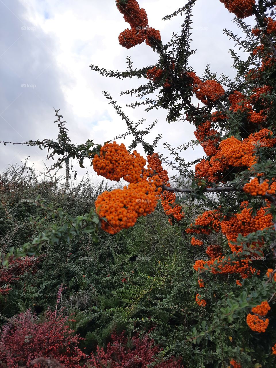 autumn garden fruits - orange berries of firethorn