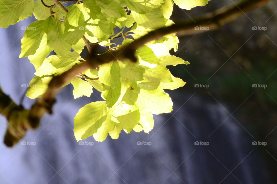 Leaves in the sun.. Just a nice picture.