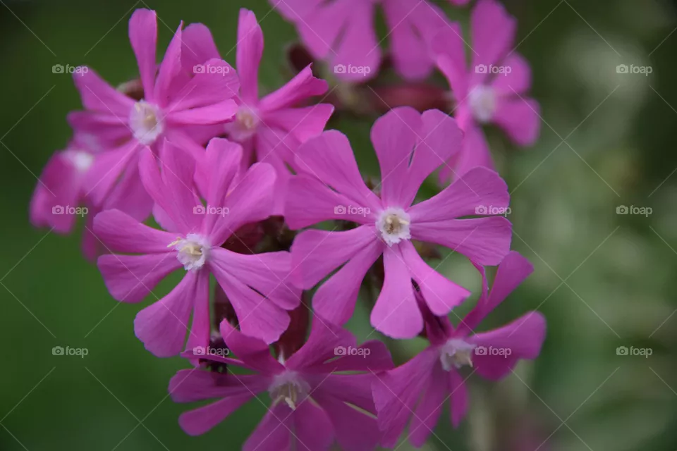 beautiful flower