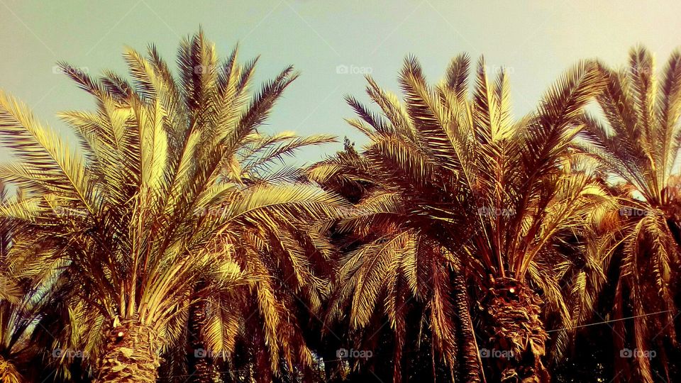 Gorgeous tallest Palms with vibrant 
leaves up to sky#nature# landscape#
exotic#tropical