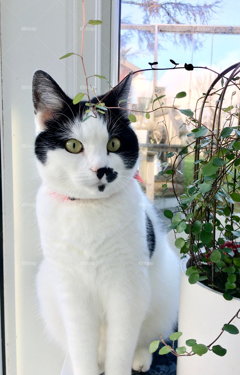 Black and white cat 