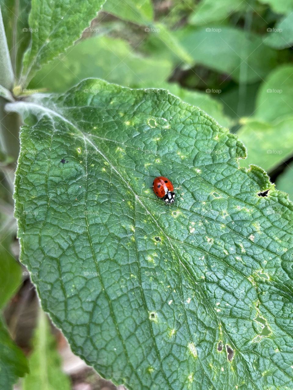 Ladybug on a Leaf