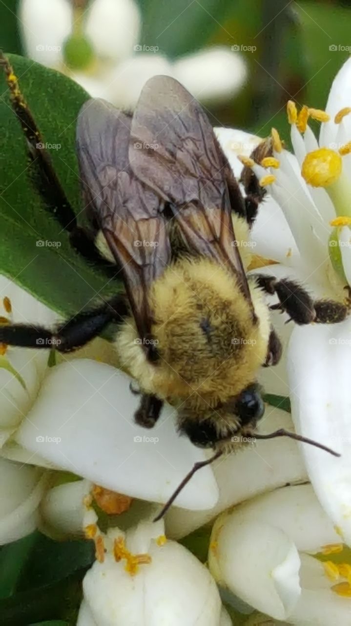 Carpenter bee close up