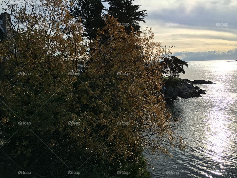 Scenic view of trees at sea