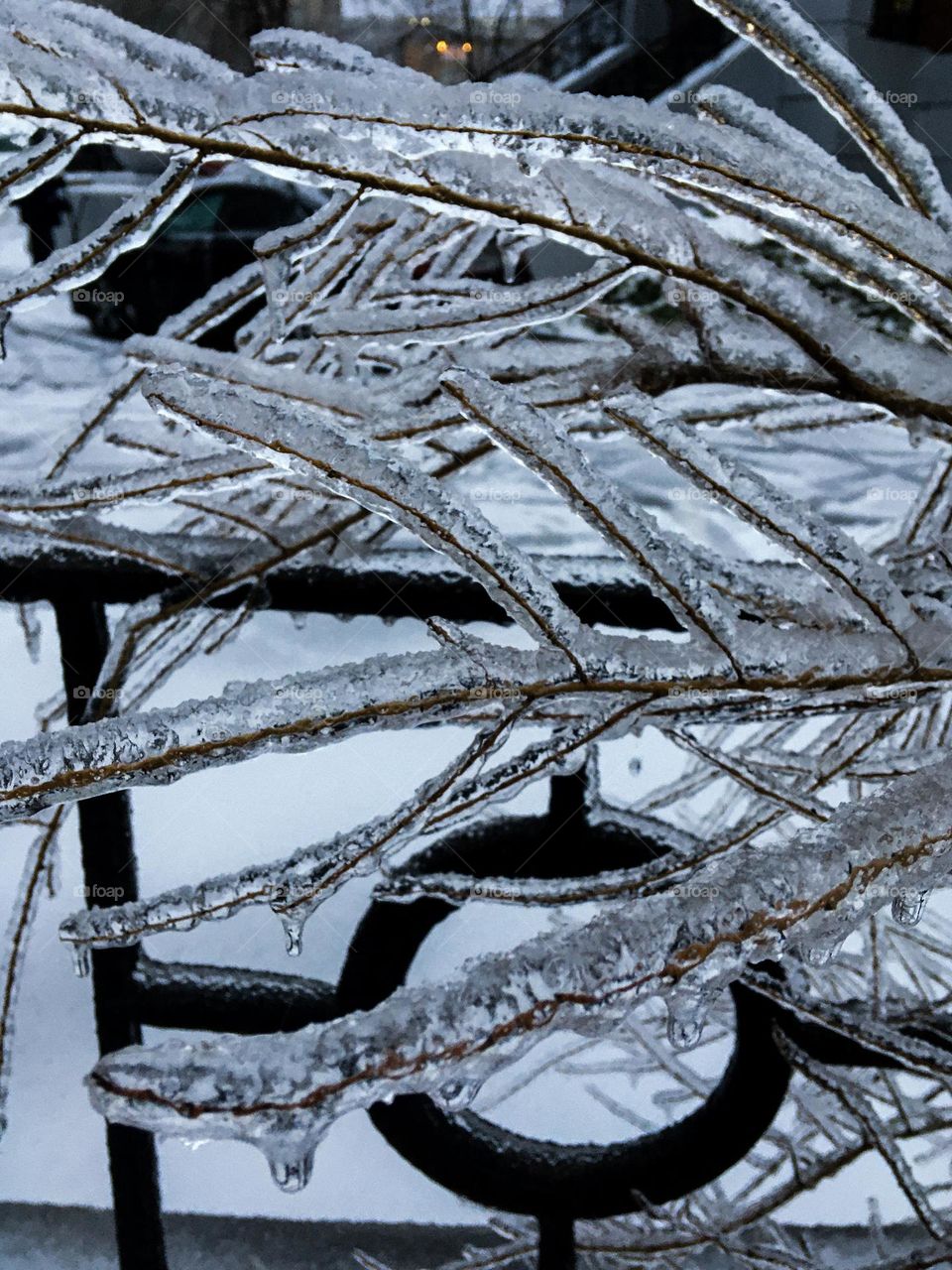 Branches in the ice