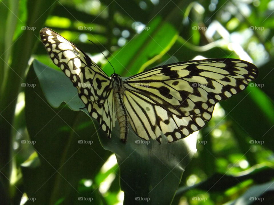 butterfly