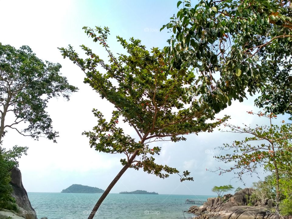 The inclined tree on the beach