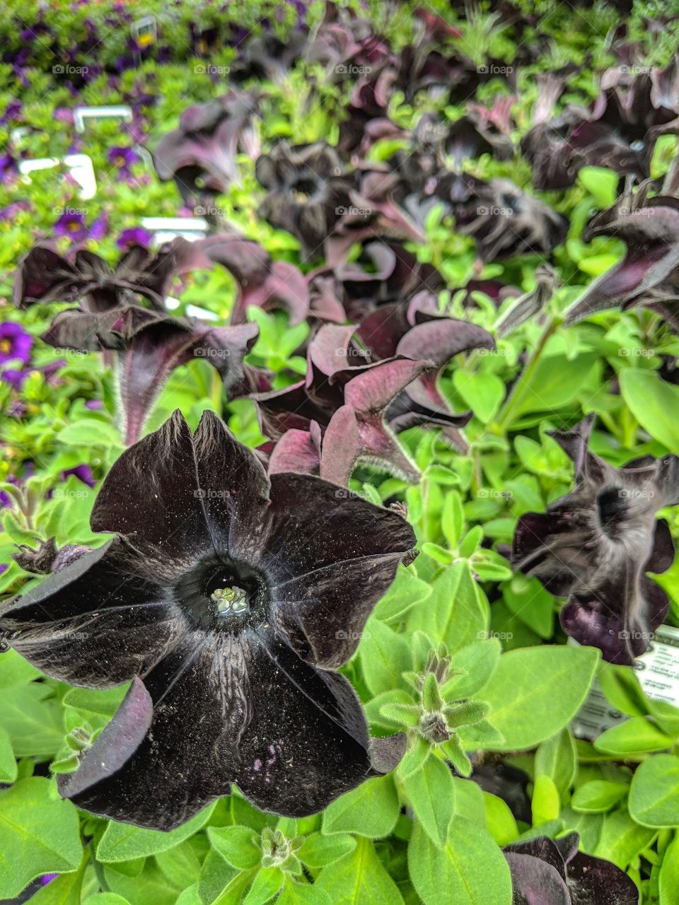 Never seen a black flower, until now.