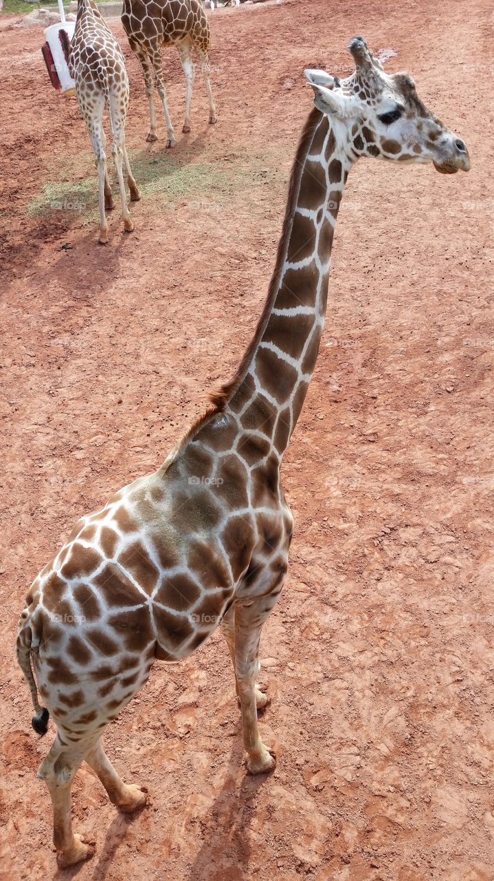 giraffe