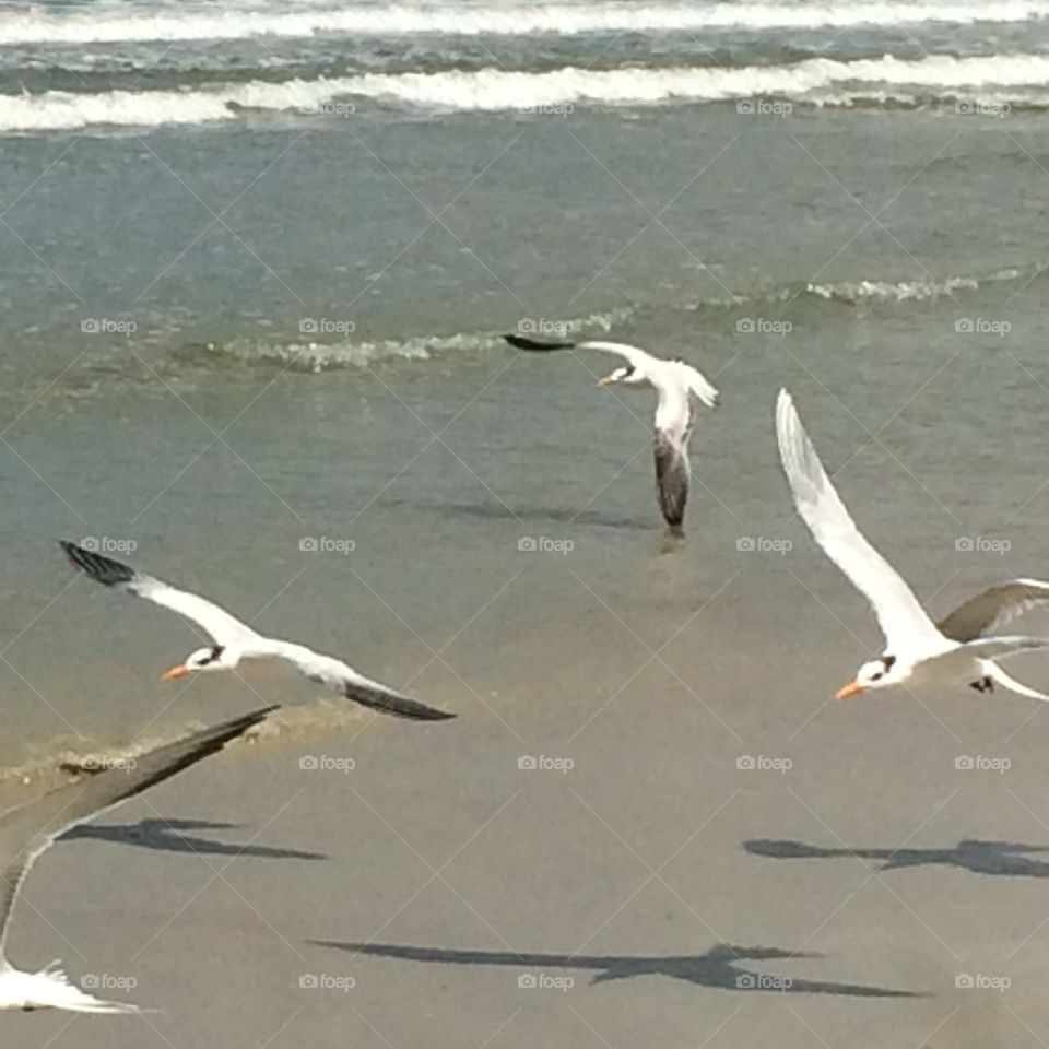 Birds flying on the beach 