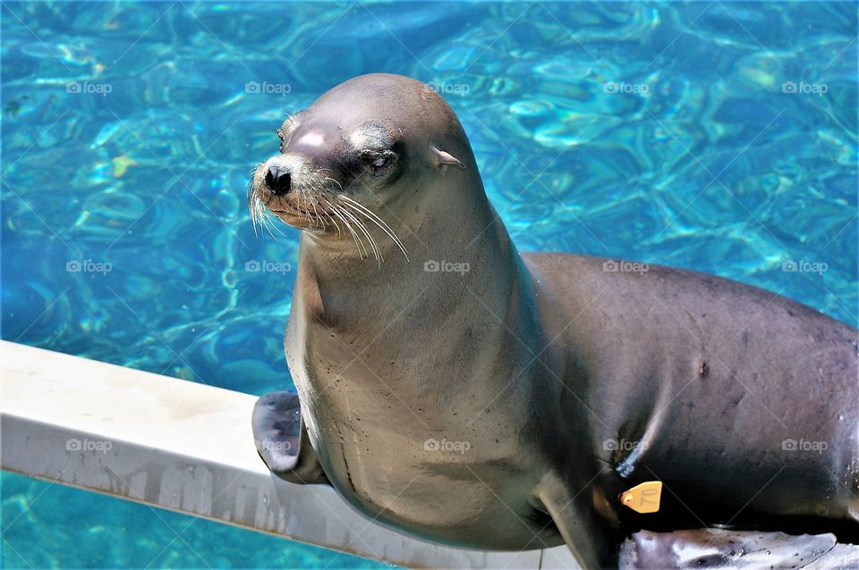 Sea Lion