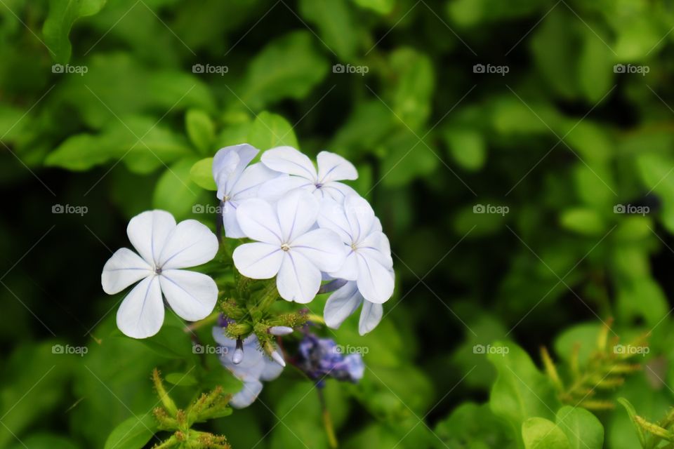 flowers in a garden