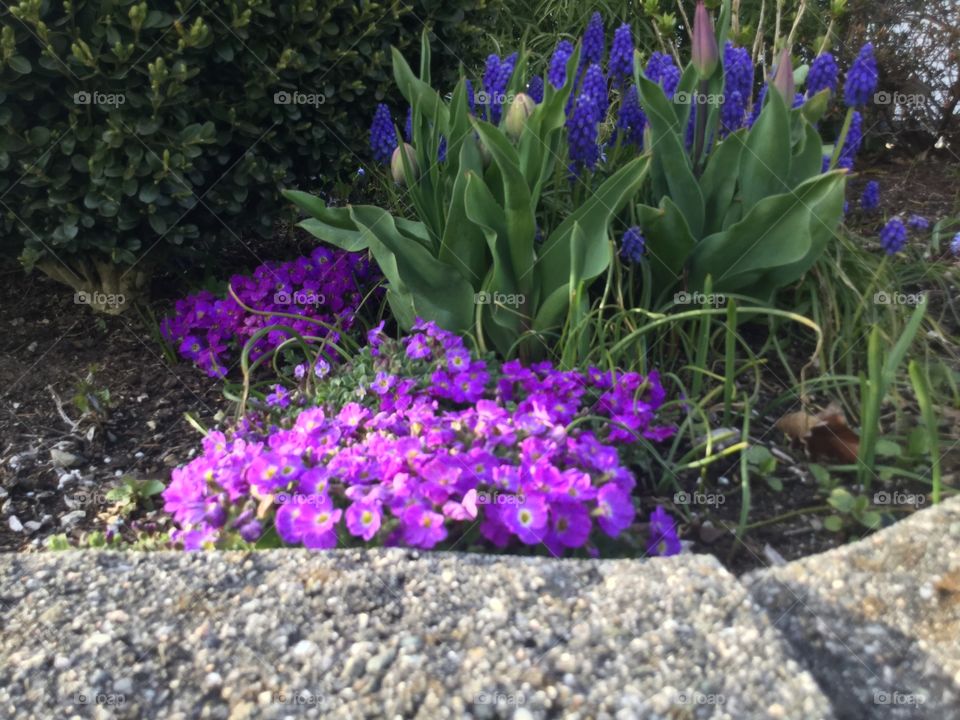 Purple Flowers in my family’s garden 