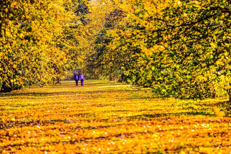 An Autumn walk in the woods. A couple walk through a beautiful woodland in Autumn. 