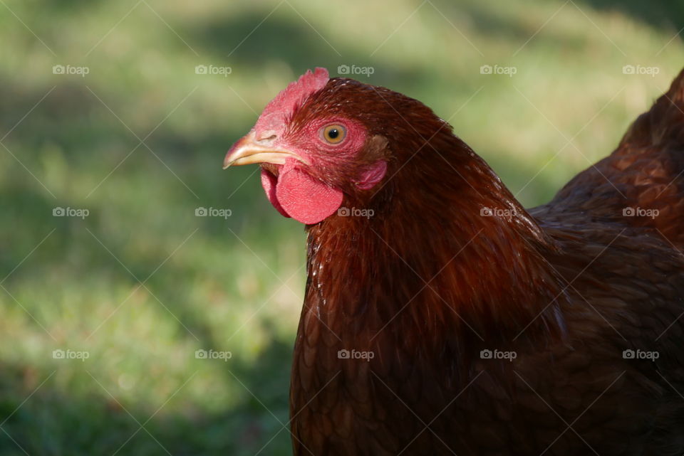 Chicken close up