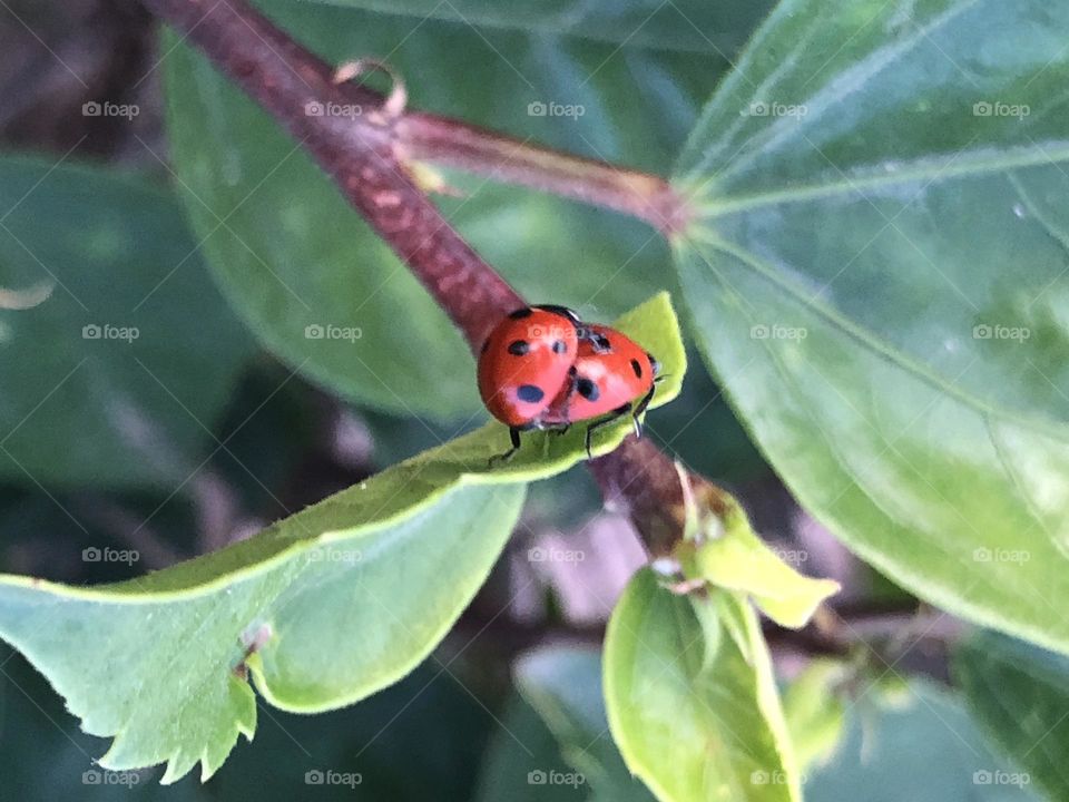 Mate of ladybugs on green leaves