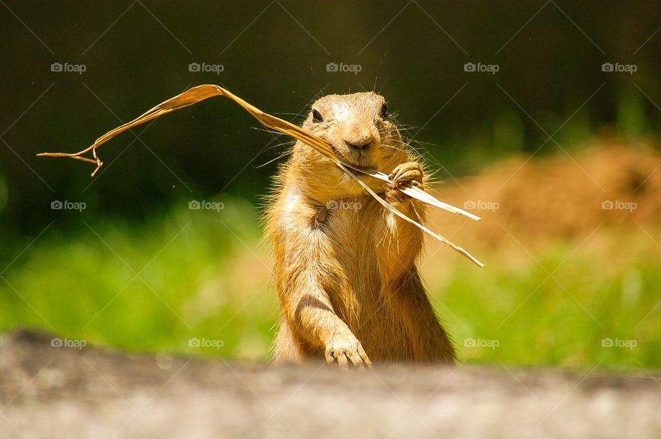 Prairie Dog