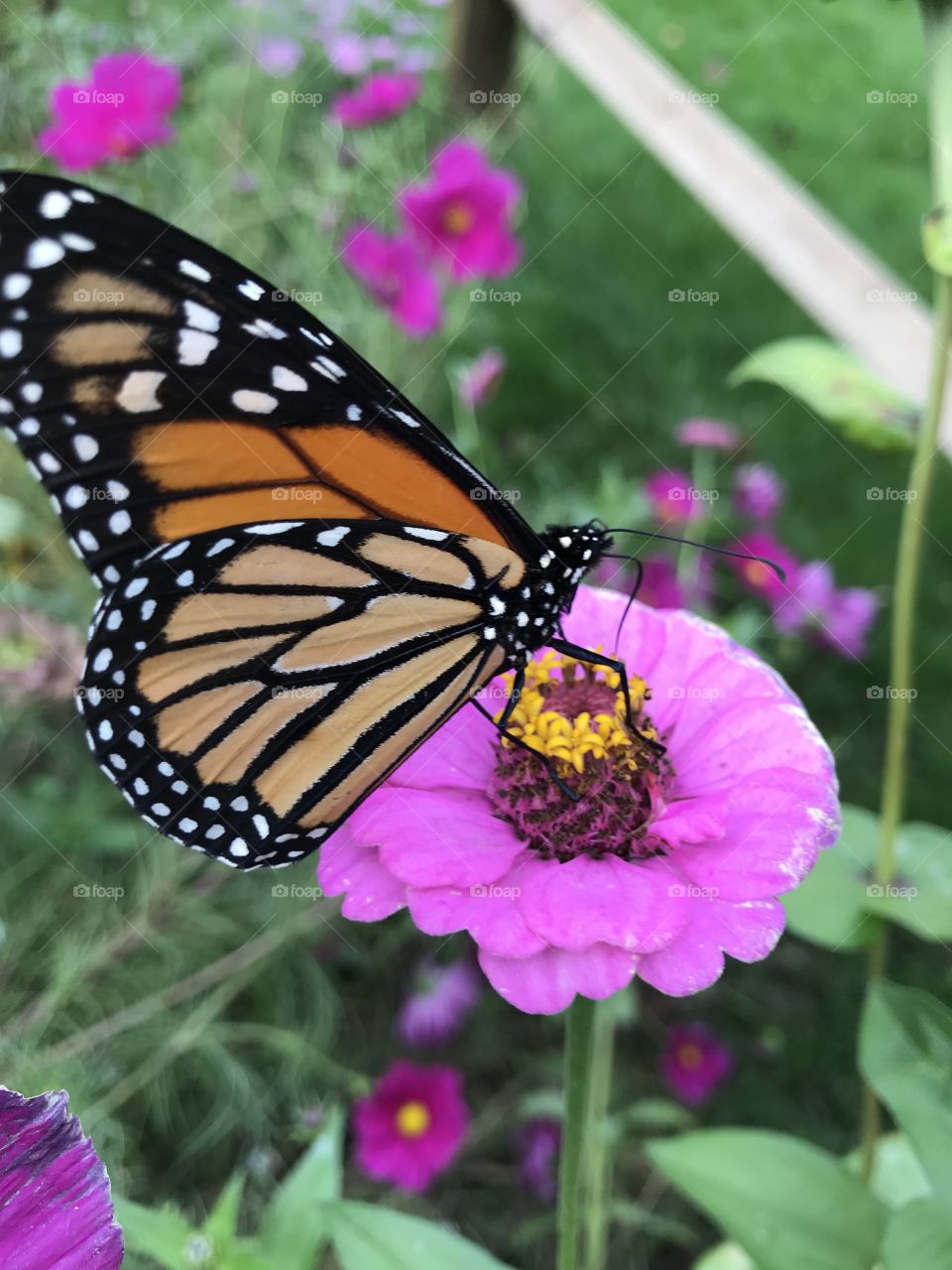 Monarch sipping nectar on a Zinnia