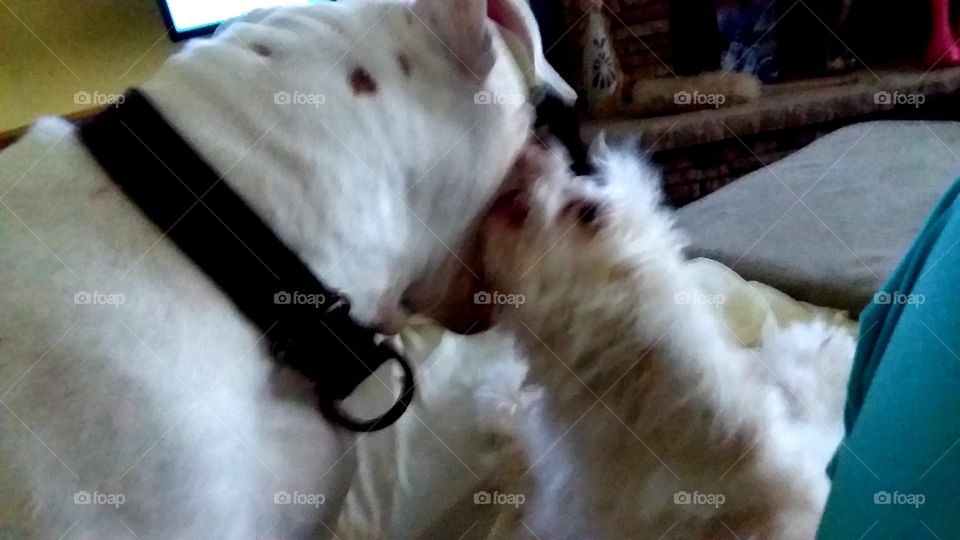 playing doggies🐶🐶😊