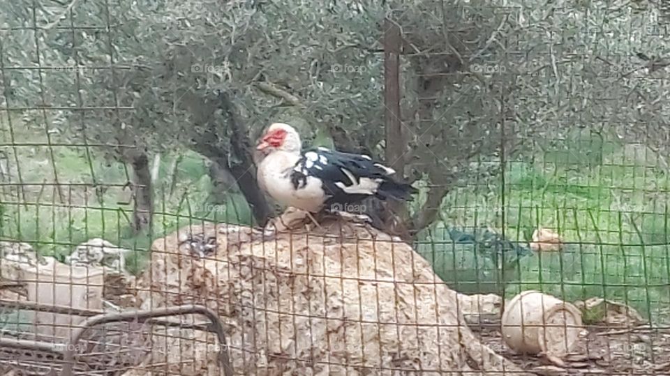 crete duck greece