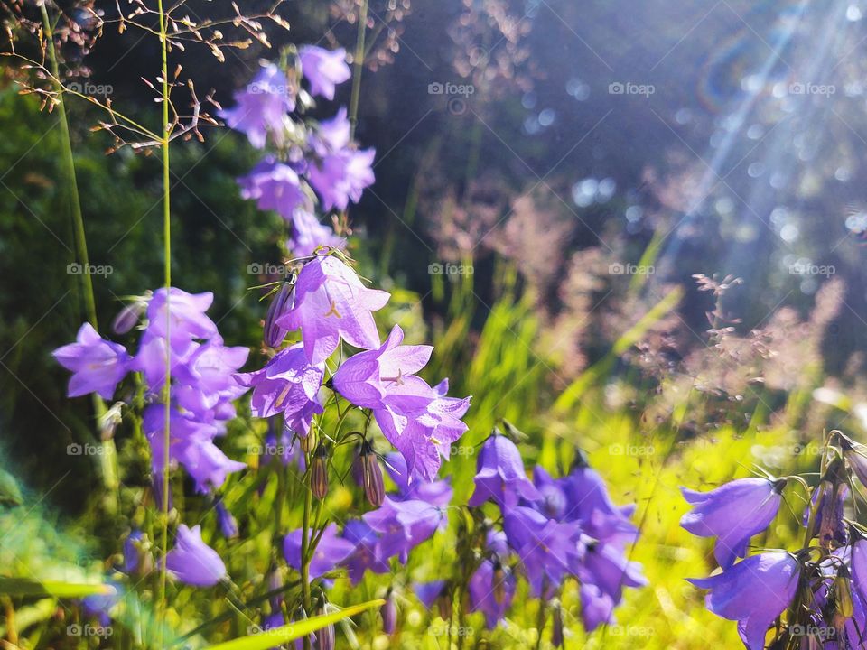 purple bellflowers o in the forest