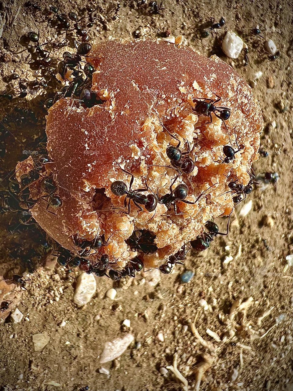 Beautiful picture of a group of ants eating food