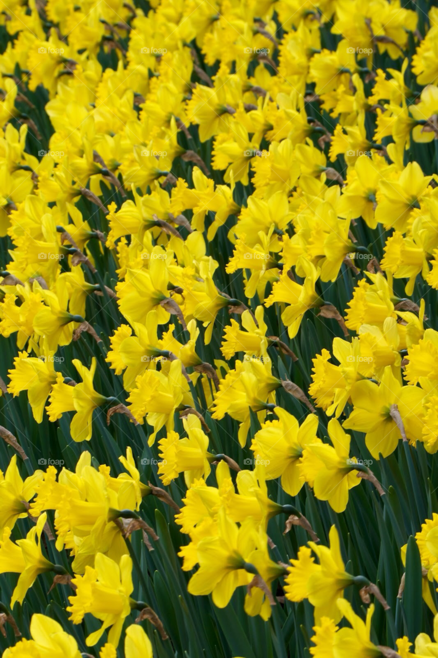 Easter flowers