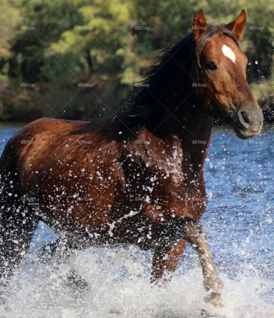 Wild Horse Running in River