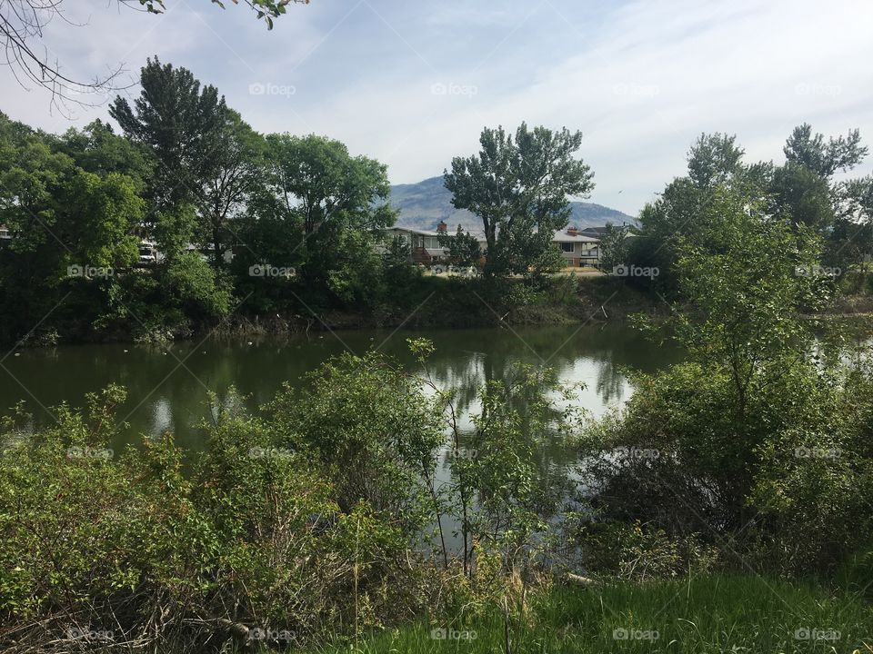 Pond 