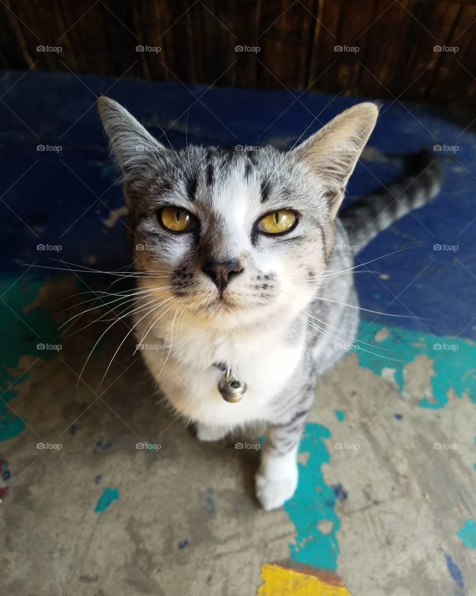 Gray and white cat with golden eyes