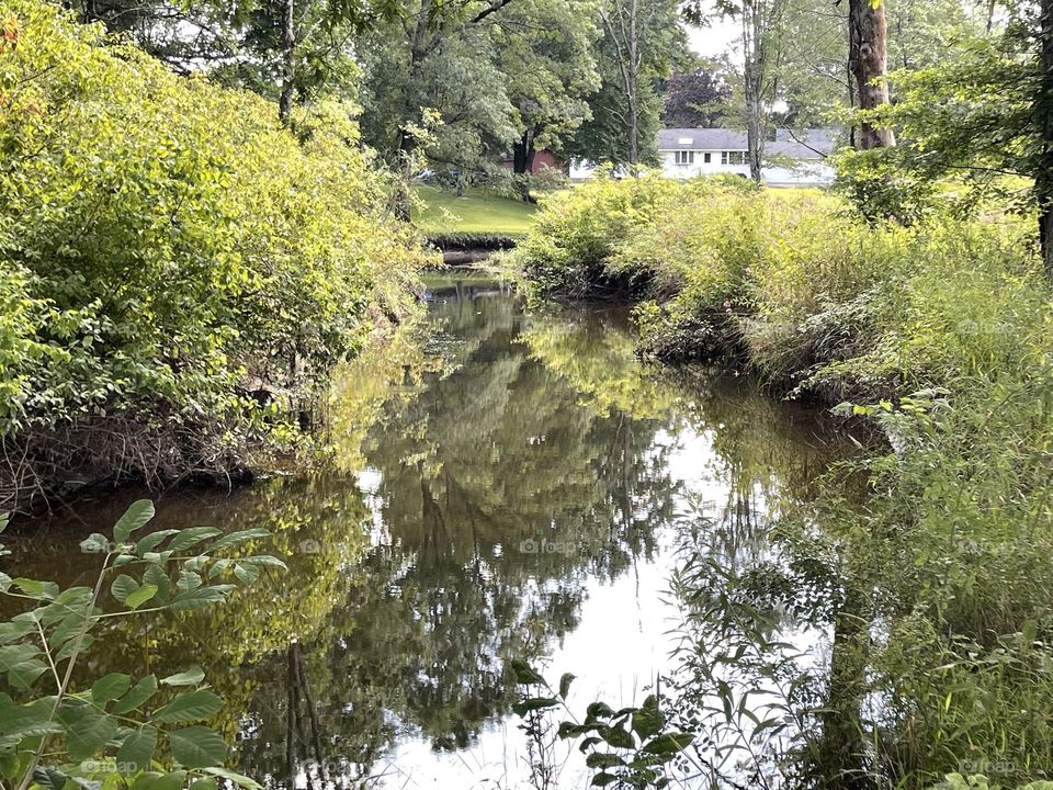 Lake in forest 