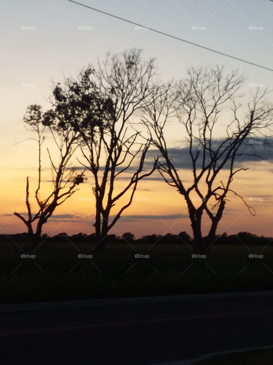 trees at sunset
