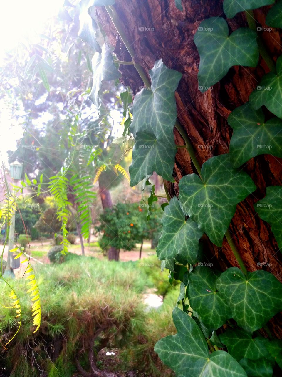 Colourful garden, Greece