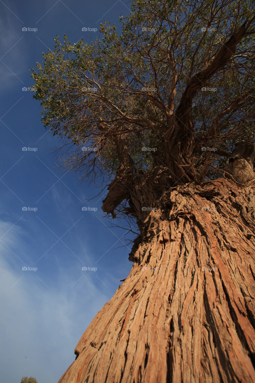 Giant poplar tree,like mountain